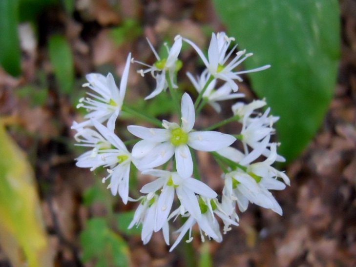 Allium ursinum / Aglio orsino